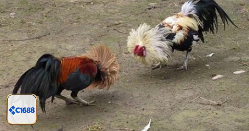 Đá Gà C1688 - Lịch thi đấu dày đặc, đa dạng thể loại trận chiến Đá Gà C1688 - Lịch thi đấu dày đặc, đa dạng thể loại trận chiến