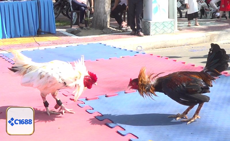 Đá Gà Cựa Dao - Quan sát ngoại hình và phong thái chiến kê Đá Gà Cựa Dao - Quan sát ngoại hình và phong thái chiến kê